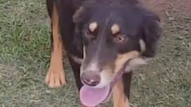A dog walks across grass wagging its tail with its tongue out.