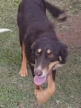 A dog walks across grass wagging its tail with its tongue out.