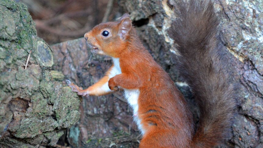 A red squirrel stands at the base of a tree
