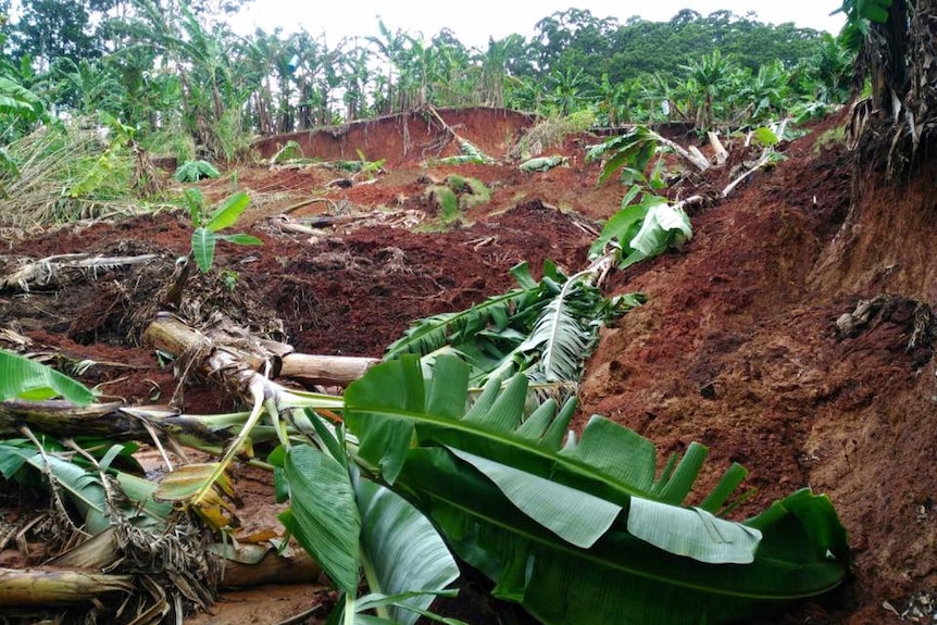 Banana plants ripped out of the ground and significant erosion on farm.