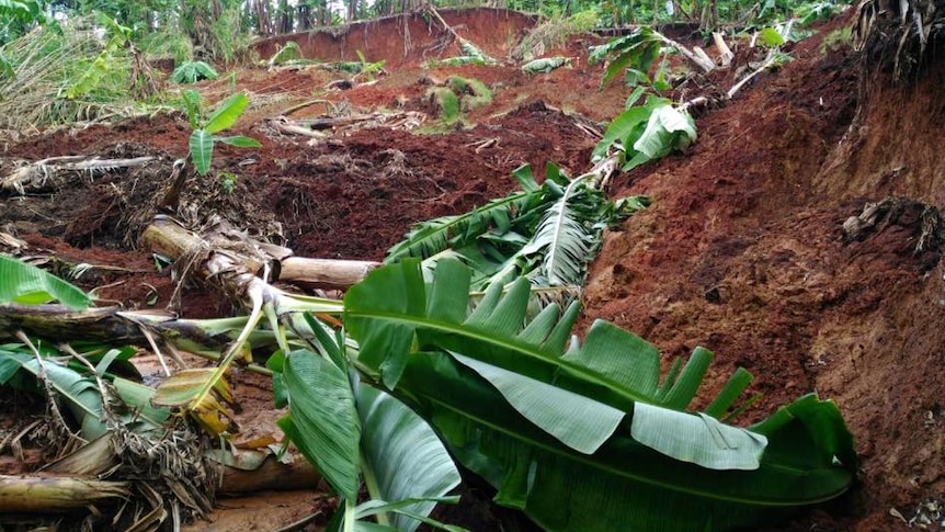 Banana plants ripped out of the ground and significant erosion on farm.