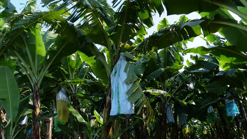 Bag on banana tree
