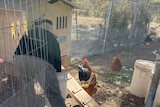 A person holds open the door of a wire mesh chicken coop.