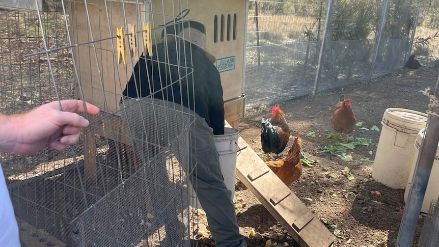 A person holds open the door of a wire mesh chicken coop.