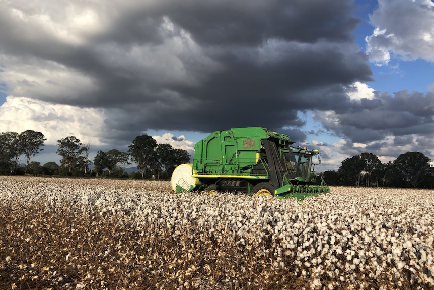 A harvester in a cotton crop field on Mark Cowley's farm at Toogoolawah in the Brisbane Valley.