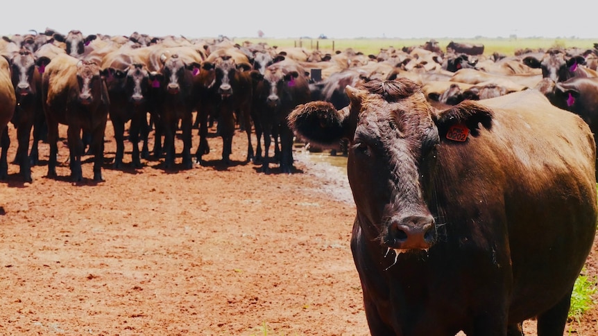 A herd of cattle in the outback.