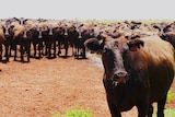 A herd of cattle in the outback.