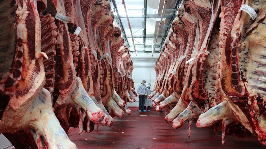 Multiple butchered cattle carcases hang in a large refrigerated room.