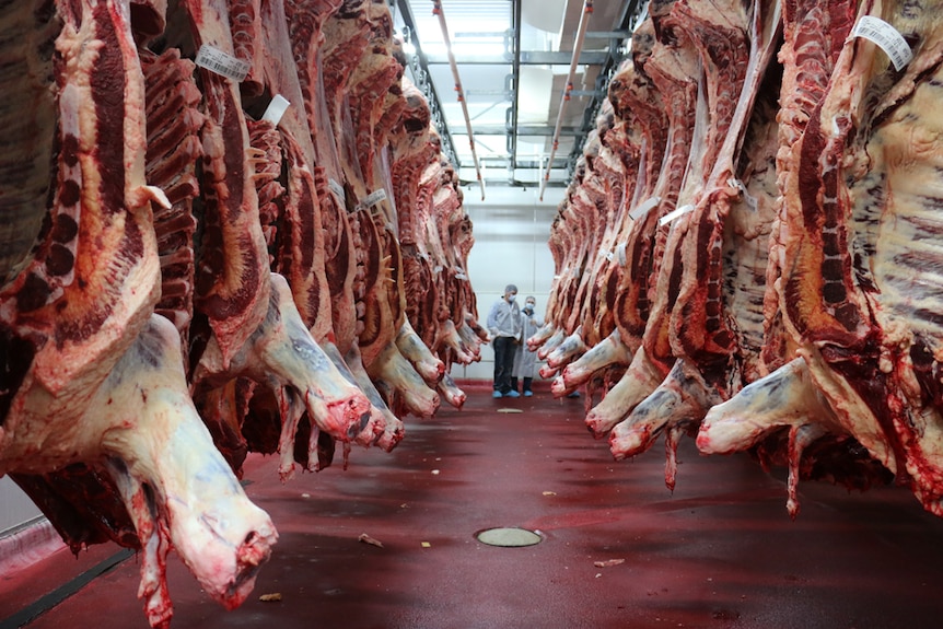 Beef carcasses hang in an abattoir