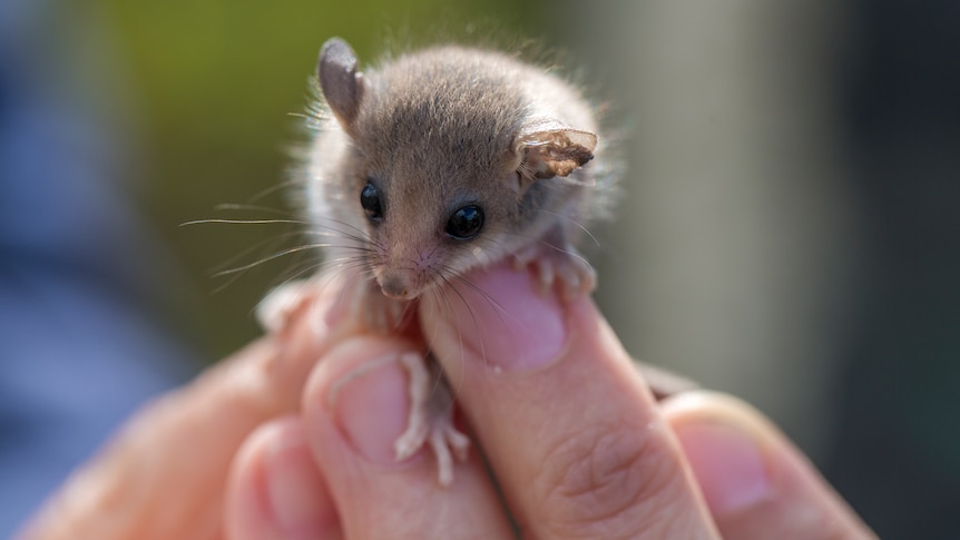 A tiny, fluffy creature with big ears and eyes climbs over a man's hand.