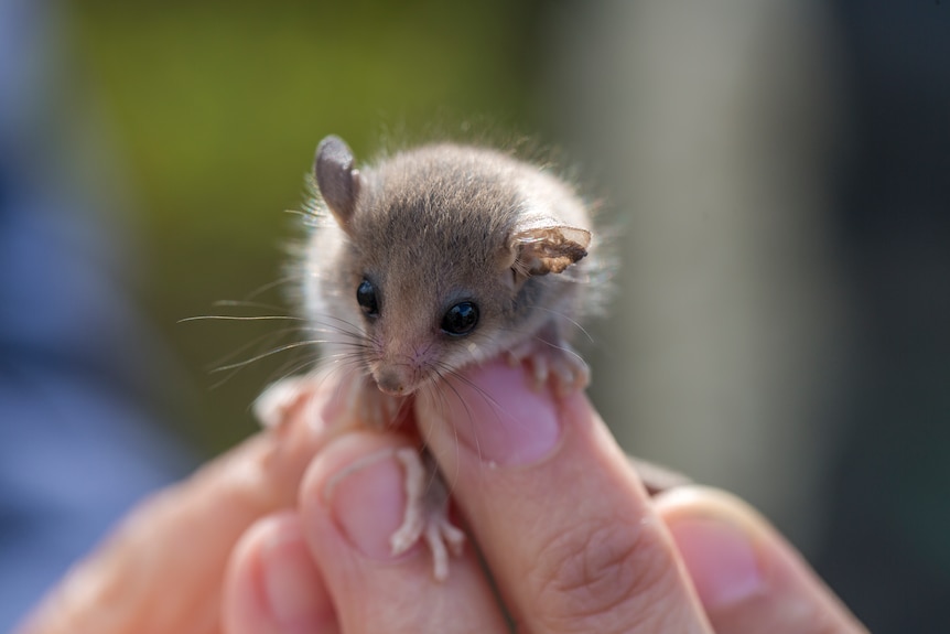 A tiny, fluffy creature with big ears and eyes climbs over a man's hand.