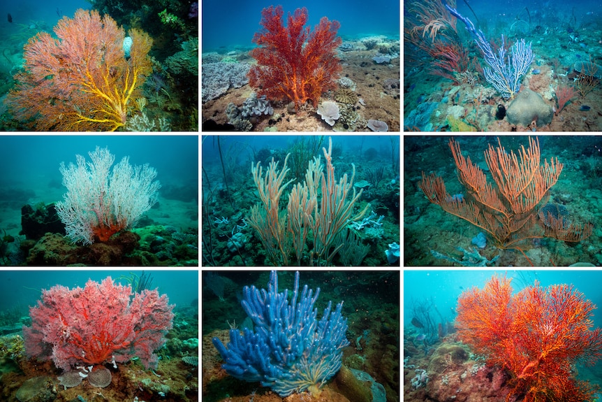 Nine frames showing fan like coral like structures of red, blue and white.