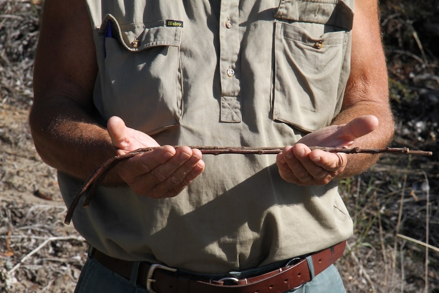 A man wearing a taupe sleeveless shirt holds two twigs used for water divining.
