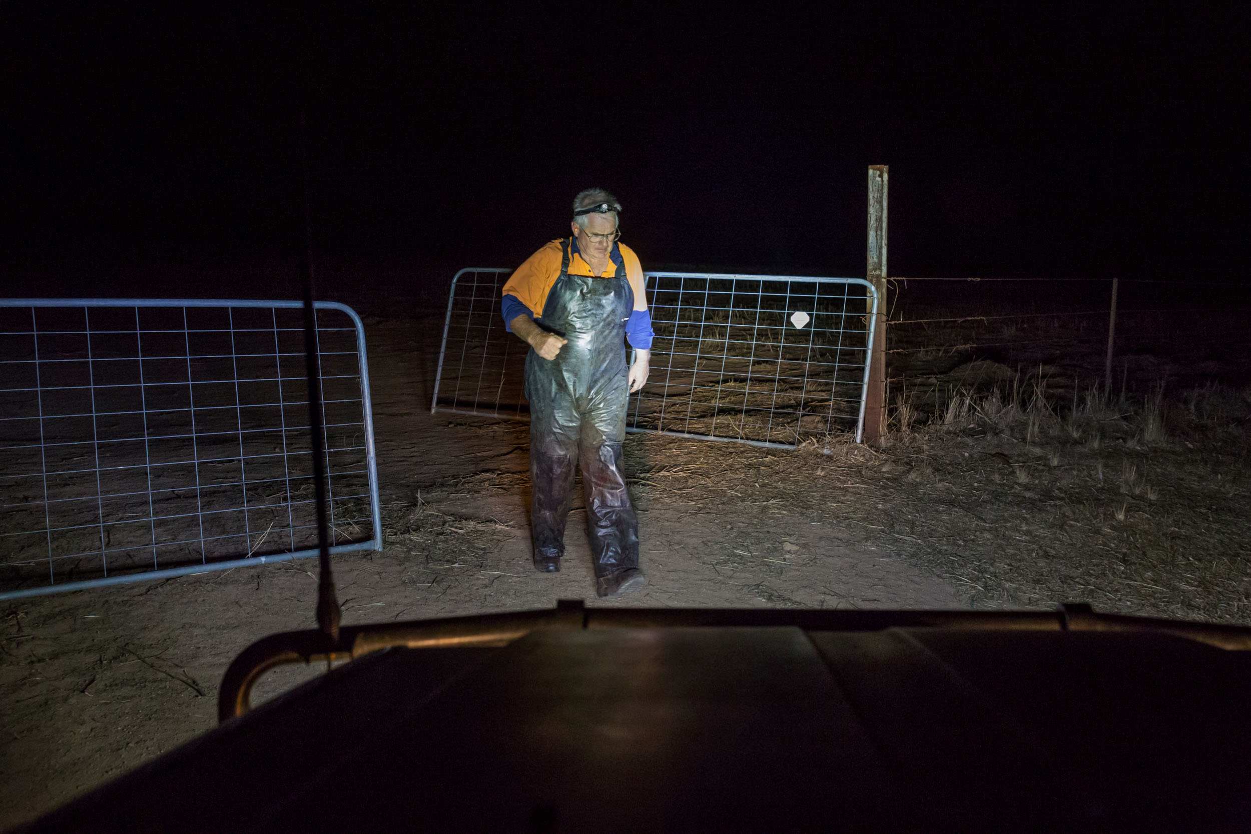 Clad in blood-stained overalls, Glenn Cole is caught in headlights as he strides towards his truck after opening a farm gate.