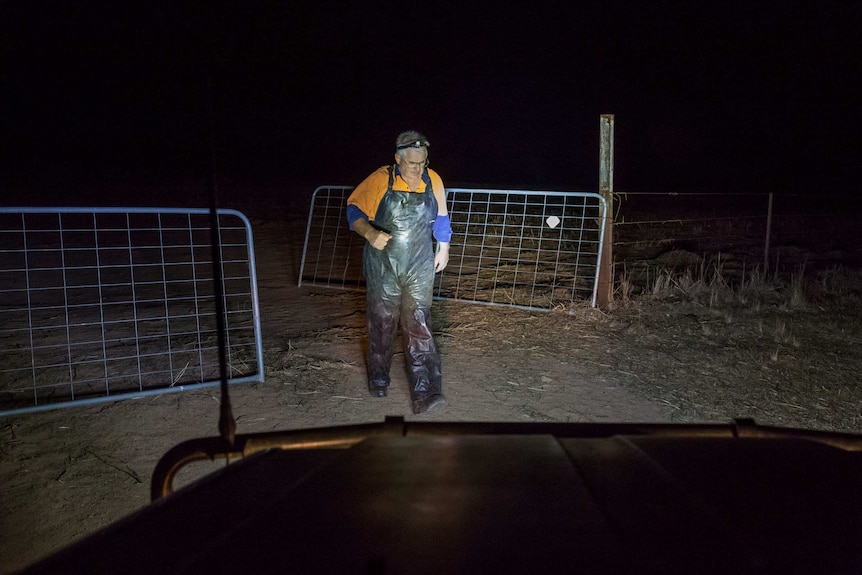 Clad in blood-stained overalls, Glenn Cole is caught in headlights as he strides towards his truck after opening a farm gate.