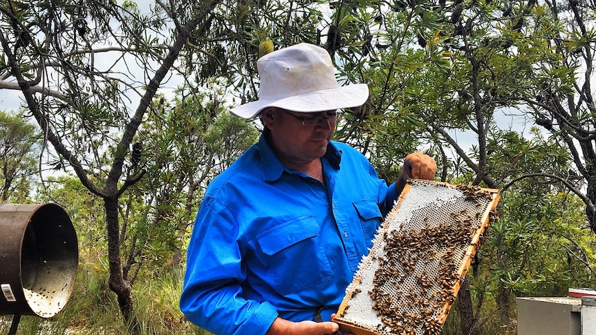Queensland Beekeepers Association President Robert Dewar looking at bees.