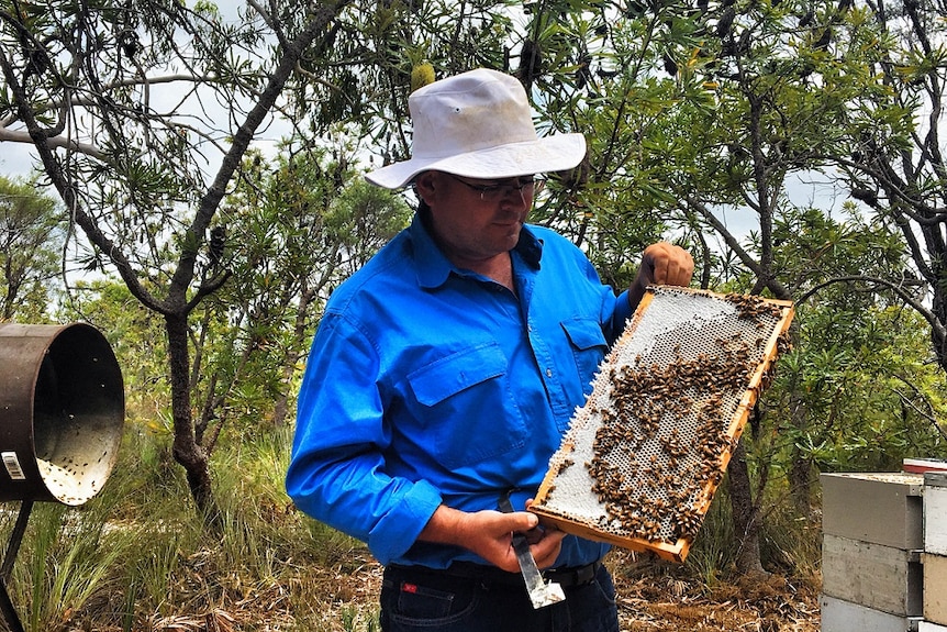 Queensland Beekeepers Association President Robert Dewar looking at bees.