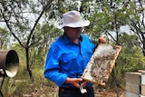 Queensland Beekeepers Association President Robert Dewar looking at bees.