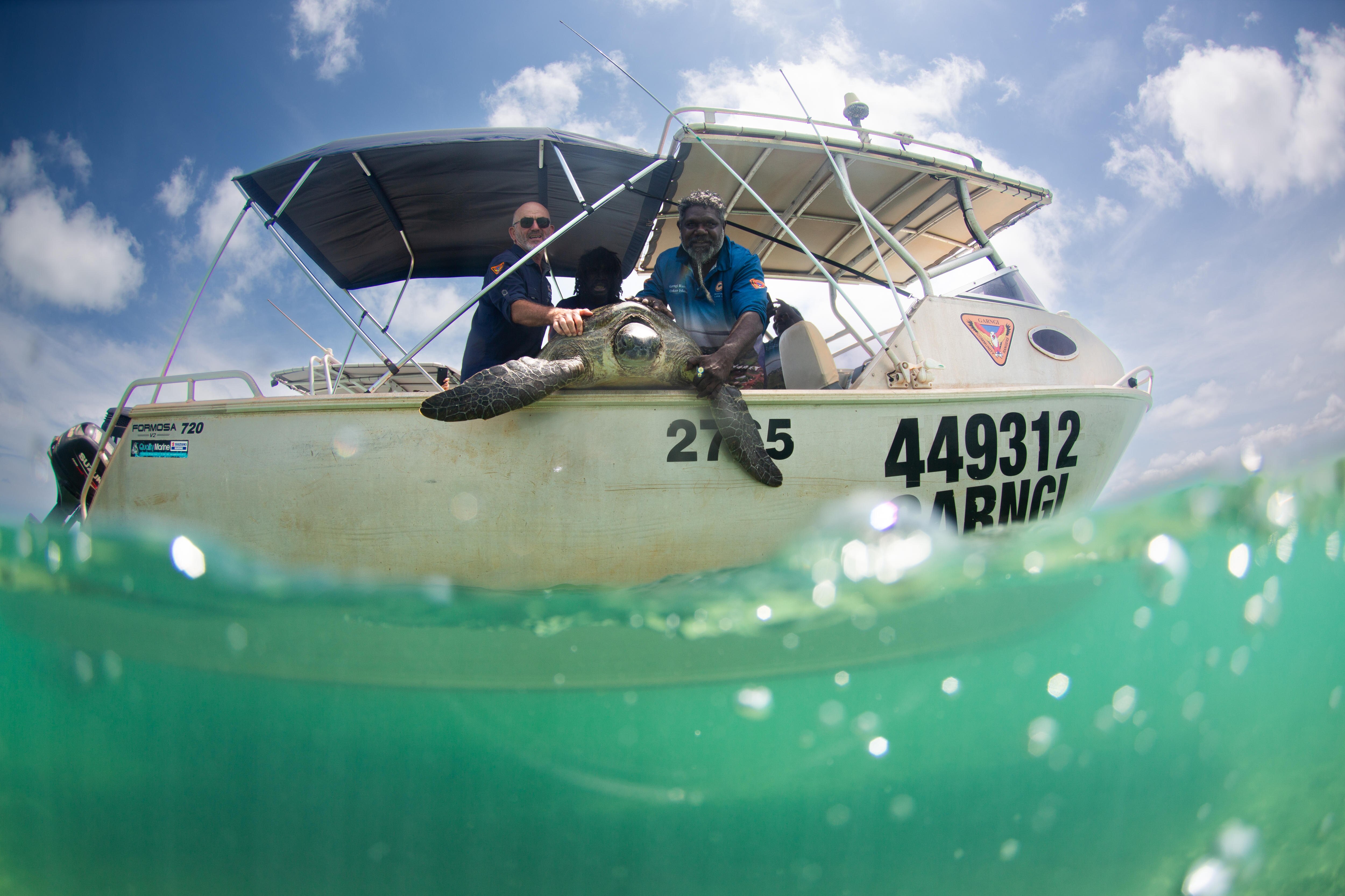 A boat with two men, one white, one Indigenous holding a turtle at the edge of the boat ready for release. Water in foreground