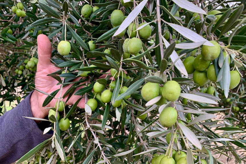 A hand caresses plump olives hanging from a tree drenched in sunshine.