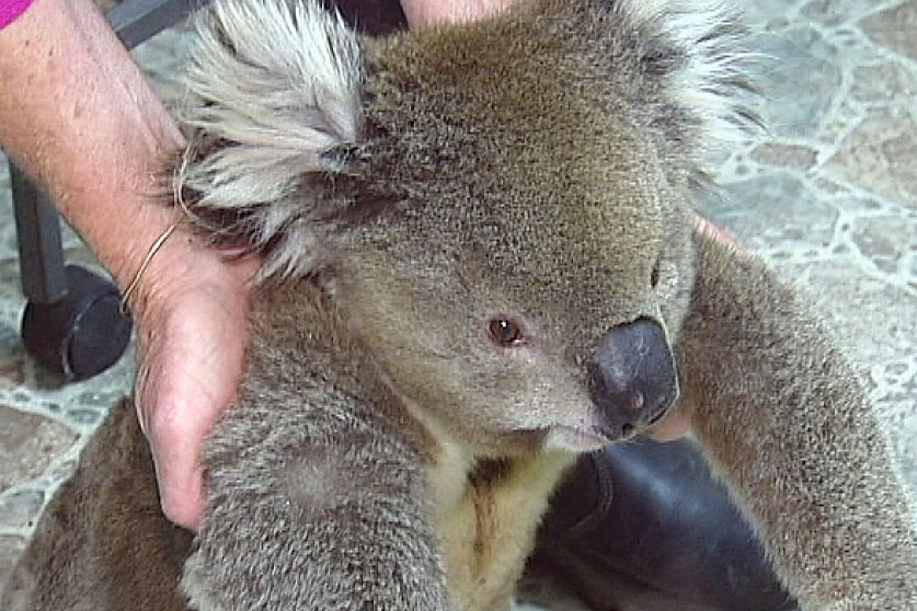 koala injured after being caught in rabbit trap