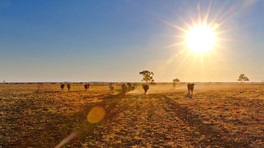 Sunset on a drought-stricken cattle station