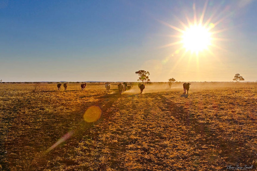 Cows walk across a dusty paddock as the sun goes down