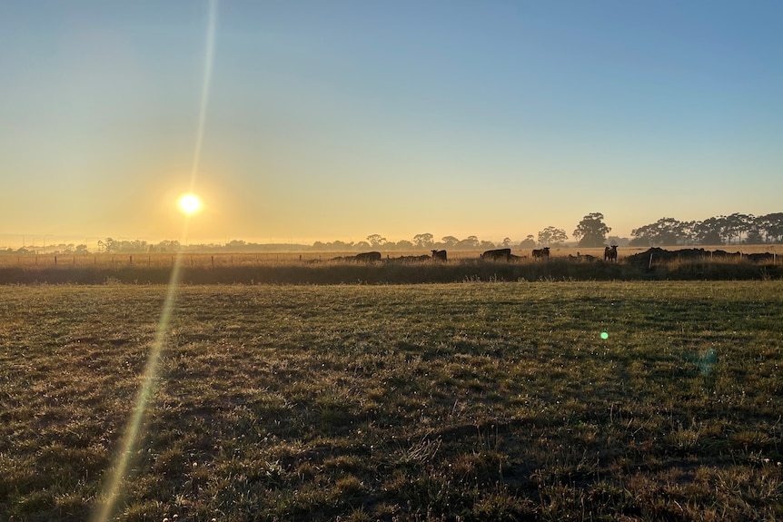 A field at sunrise, with cows in the distance.