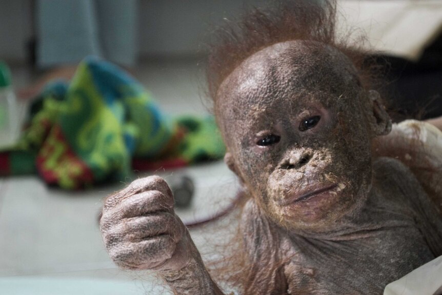 A baby orangutan receives treatment in Borneo