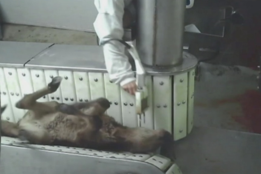 The footage shows calves being inappropriately stunned.