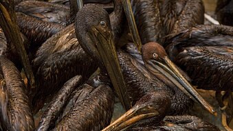 Pelicans, covered in oil from BP's Gulf of Mexico oil spill, huddle together in a cage at the International Bird Rescue Resea...