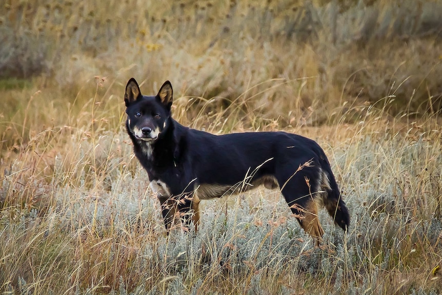 Dark coloured dingo