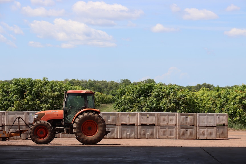 a tractor driving in front of mango trees