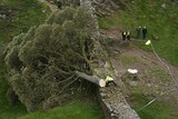 a big sycamore tree cut down and lying on its die on a cobbledstone wall in a  moore