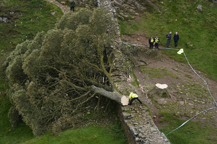 a big sycamore tree cut down and lying on its die on a cobbledstone wall in a  moore