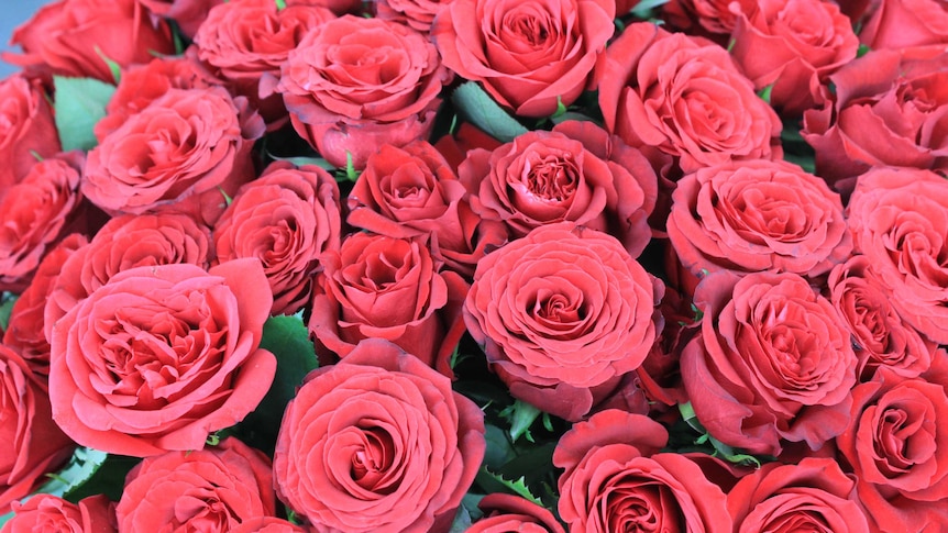 Annegret Zaccardo's red roses
