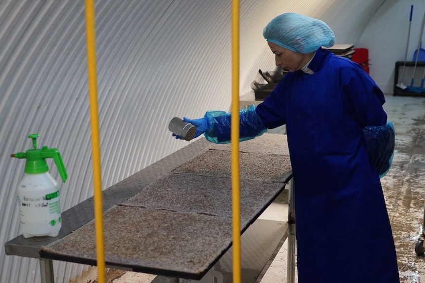 A woman dressed in a blue coat and hair net sprinkles seeds from a salt-and-pepper shaker onto trays.