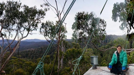 Environmental activist Miranda Gibson tree-sitting in the Tyenna Valley, southern Tasmania.