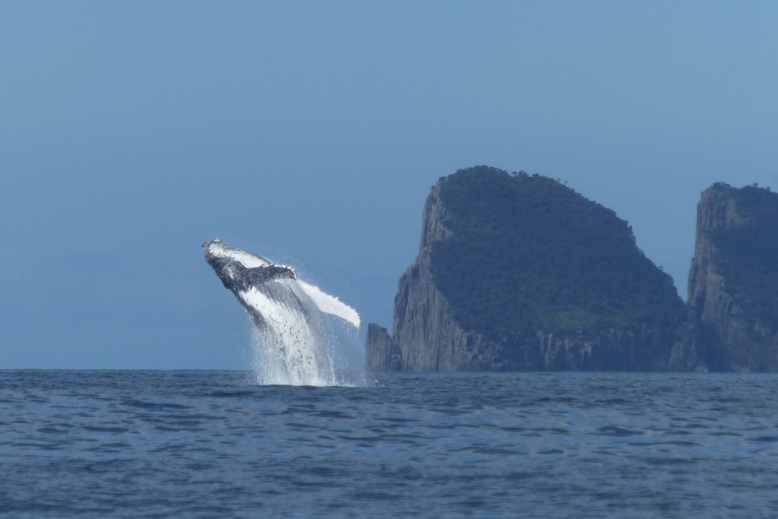 whale breaches