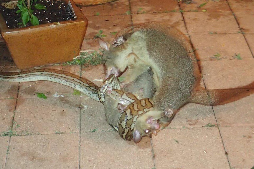 A mother possum trying to wrestle its baby free from grasp of a python