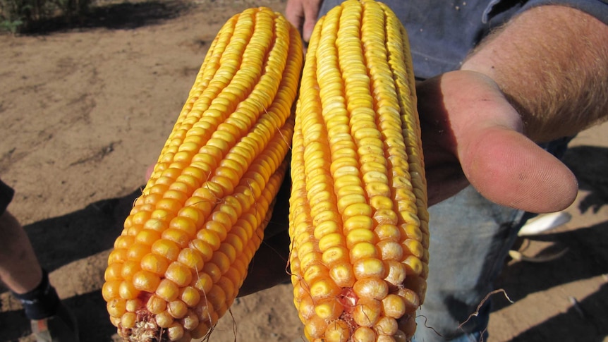 A man holds to large cobs of corn in his hand