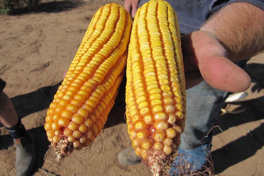 A man holds to large cobs of corn in his hand
