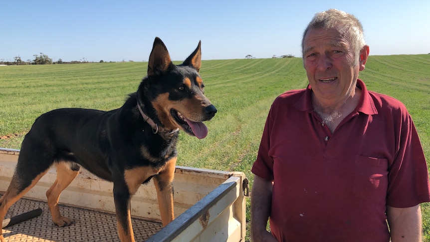Boss the kelpie stands in the ute tray next to owner Neil Hamilton they are in a sheep paddock