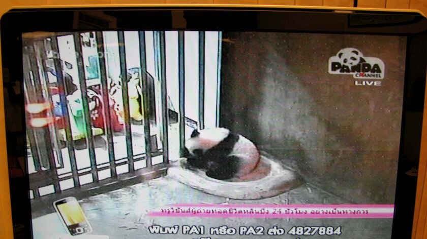 Fans have been mesmerised by Thailand's panda family.