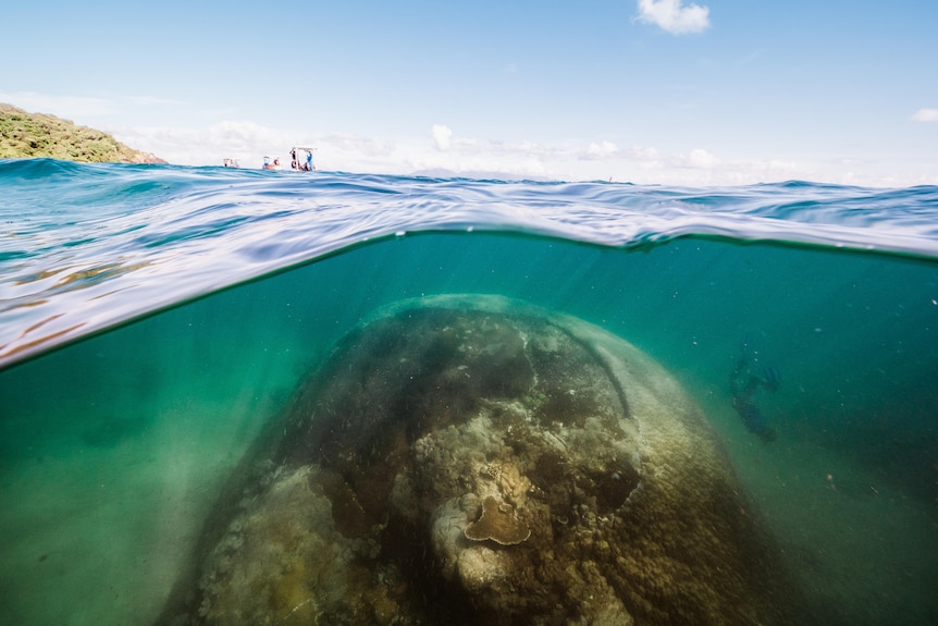 A large coral, the shape of a boulder near the surface of the water.