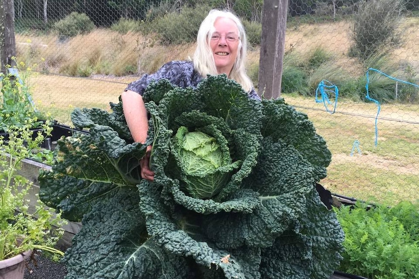 A woman holds up a giant green cabbage, using both arms