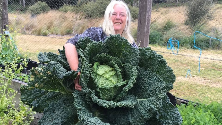 The giant cabbage grown by Rosemary Norwood