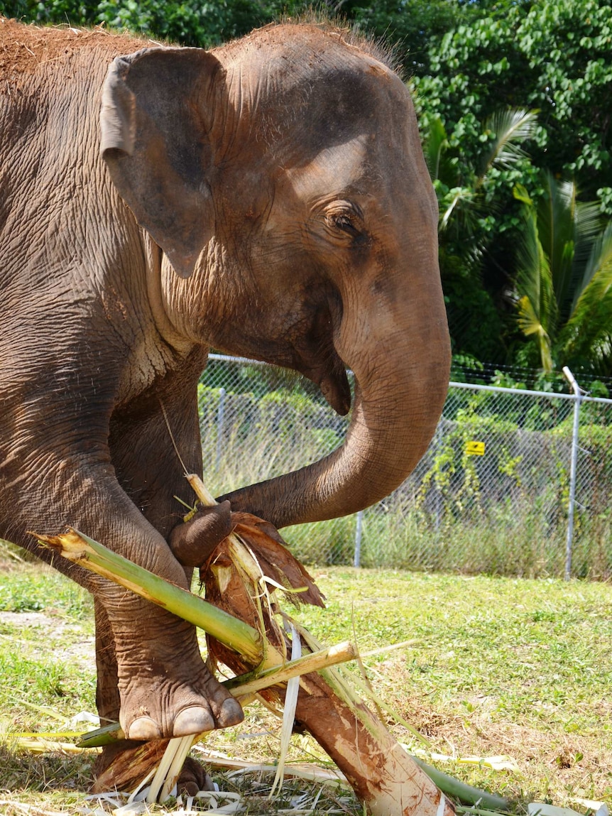 Anjalee's elephant appetite