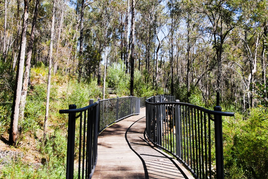 a rebuilt ramp weaving through a national park, surrounded by tall trees and a green canopy