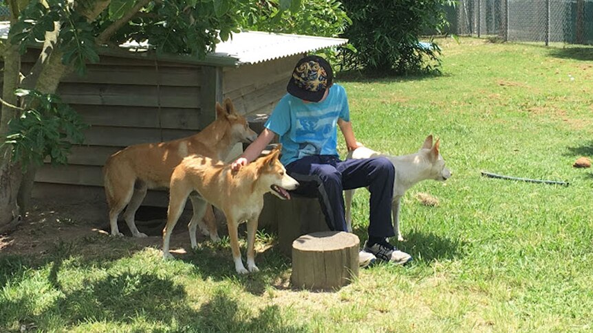 A visitor sits with three dingoes at the Fraser Coast Wildlife Sanctuary.
